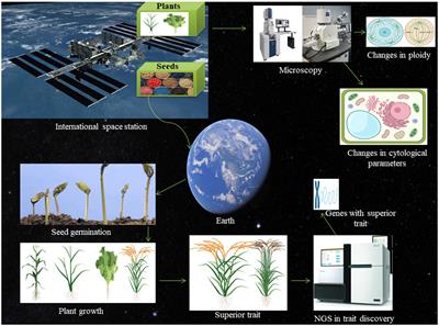 Space Breeding: The Next-Generation Crops